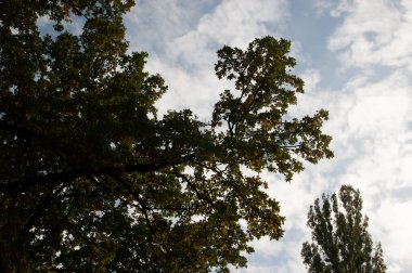Sonbahar arkaplanı: Sonbahar yapraklı ağaçlar gökyüzüne karşı