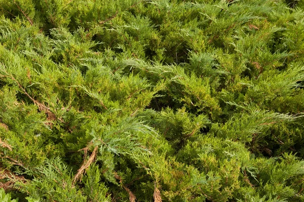 Nadelwald Hintergrund Üppig Grüne Wacholderbüsche — Stockfoto