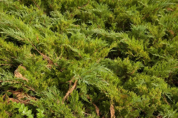 Nadelwald Hintergrund Üppig Grüne Wacholderbüsche — Stockfoto