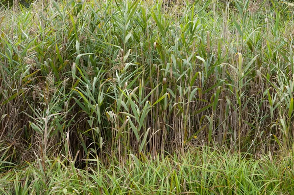 Summer Background Dense Thickets Green Reeds — Stock Photo, Image