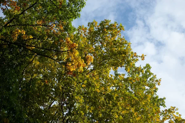 stock image Early autumn background: trees with autumn leaves against the sky