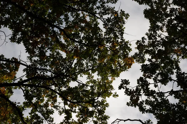叶在昏暗的天空中生长的树枝 — 图库照片