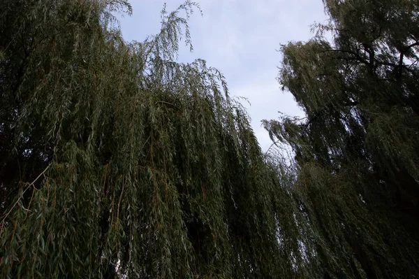 Willow Leaves Branches Sky — Stock Photo, Image