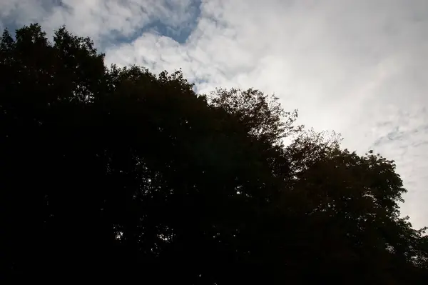 Siluetas Oscuras Árboles Con Hojas Contra Cielo Con Nubes — Foto de Stock