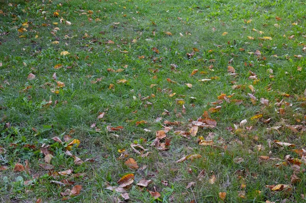 Folhas Outono Caídas Entre Grama Verde — Fotografia de Stock