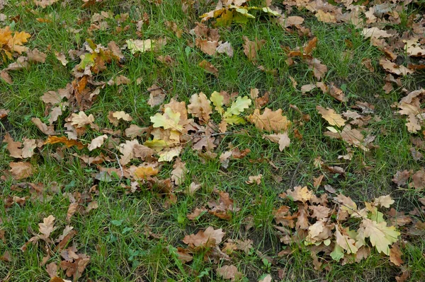 Опавшие Осенние Листья Среди Зеленой Травы — стоковое фото