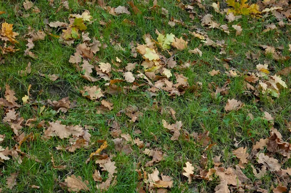 Fallna Höstlöv Bland Det Gröna Gräset — Stockfoto