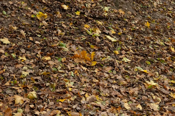Fundo Outono Chão Coberto Com Folhas Outono — Fotografia de Stock