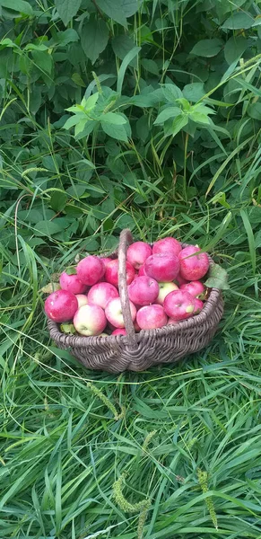 Hasır Sepetteki Kırmızı Elmalar Yeşil Çimlerin Arasında Dikey Arkaplan — Stok fotoğraf