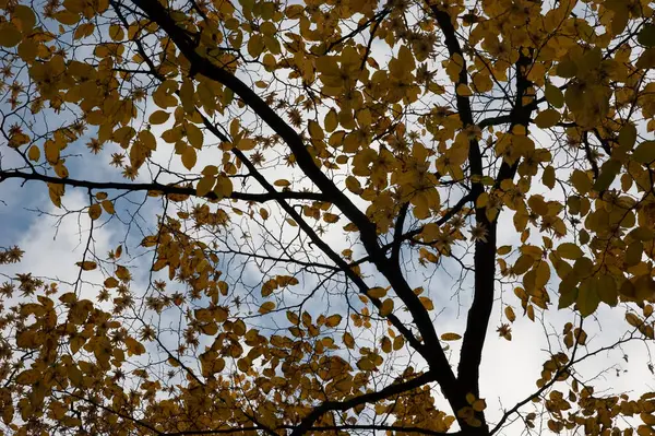 Kora Őszi Háttér Fák Őszi Levelekkel Égen — Stock Fotó