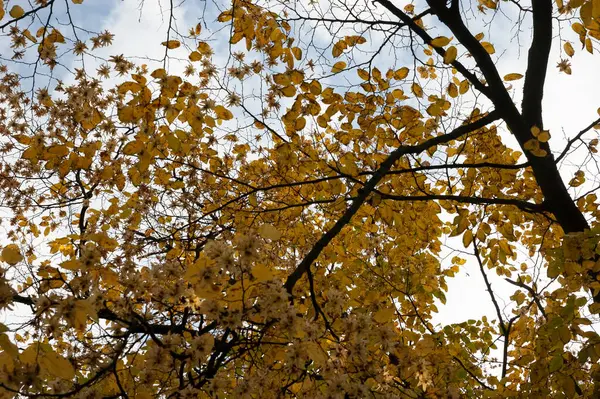 Kora Őszi Háttér Fák Őszi Levelekkel Égen — Stock Fotó