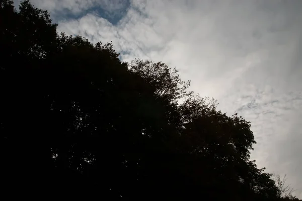 Sötét Sziluettek Fák Levelei Felé Felhőkkel — Stock Fotó