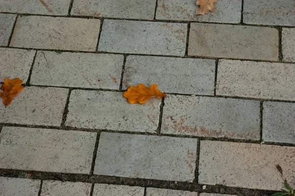 铺着瓷砖的人行道上的橙色橡木叶 — 图库照片
