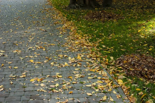 Опавшие Осенние Листья Зеленой Лужайке Асфальтированной Дорожке — стоковое фото