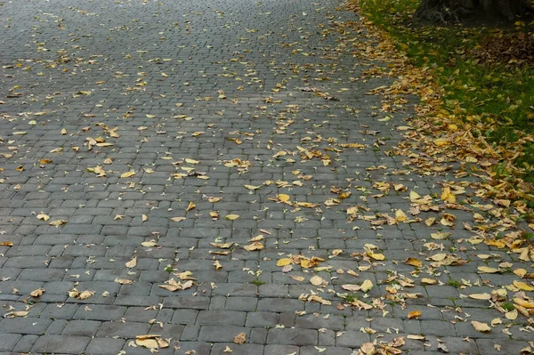 Folhas Outono Caídas Gramado Verde Passarela Pavimentada — Fotografia de Stock
