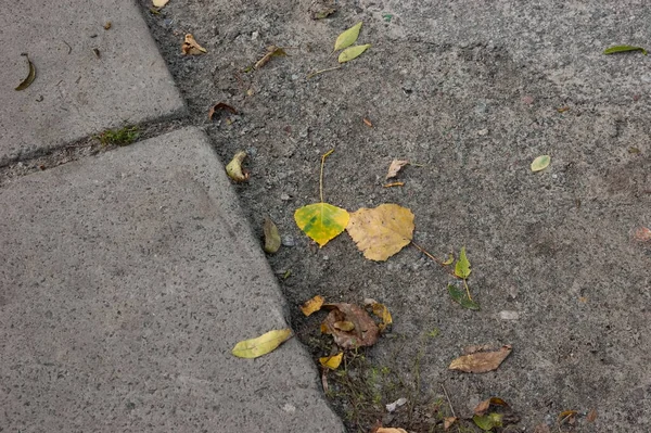 Algumas Folhas Outono Chão Lado Caminho Azulejos — Fotografia de Stock