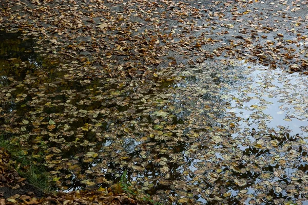秋天的背景 秋天落叶的水坑 — 图库照片