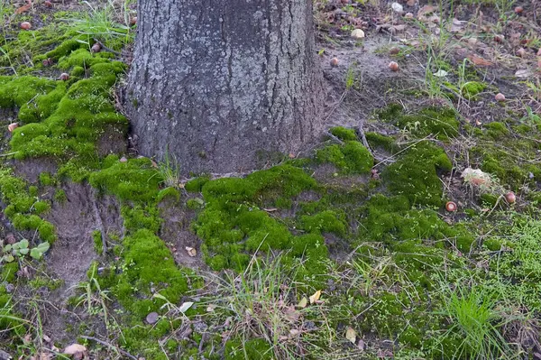 Tronco Árbol Rodeado Musgo Verde Hierba Verde Bellotas Caídas —  Fotos de Stock