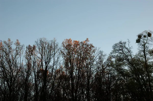 Fundo Outono Silhuetas Árvore Contra Céu — Fotografia de Stock