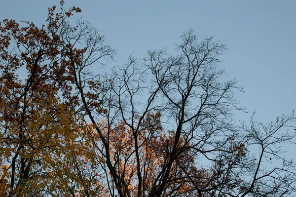 Őszi Háttér Fák Őszi Levelekkel Csupaszon Felé — Stock Fotó