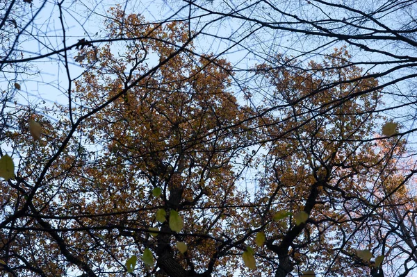 秋天的背景 有秋天的叶子 光秃秃的 映衬着天空 — 图库照片