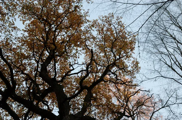Höstbakgrund Träd Med Höstlöv Och Kala Mot Himlen — Stockfoto