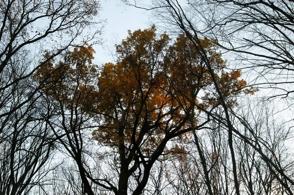 Fundo Outono Árvores Com Folhas Outono Nuas Contra Céu — Fotografia de Stock