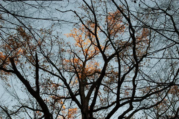 秋天的背景 有秋天的叶子 光秃秃的 映衬着天空 — 图库照片