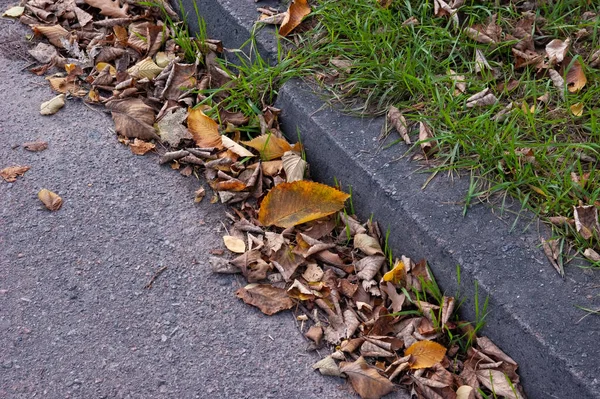 Calçada Passeio Gramado São Cobertos Com Folhas Outono — Fotografia de Stock