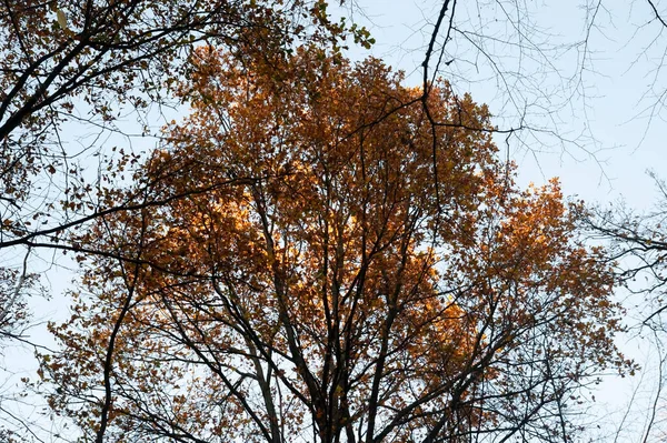Herfst Achtergrond Bomen Met Herfstbladeren Kaal Tegen Hemel — Stockfoto