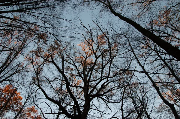 Őszi Háttér Fák Őszi Levelekkel Csupaszon Felé — Stock Fotó