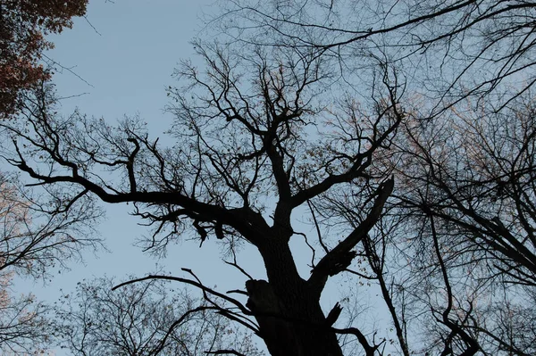 scary background: dark silhouettes of bare autumn trees against the sky