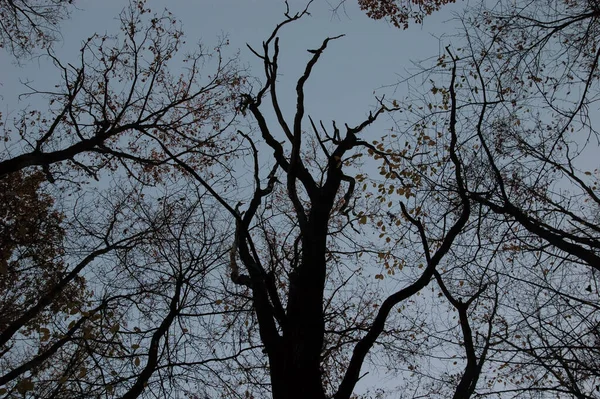 scary background: dark silhouettes of bare autumn trees against the sky
