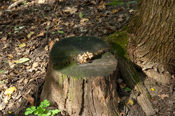 Cogumelos Grebes Crescem Toco Velho Com Folhas Outono Caídas Volta — Fotografia de Stock