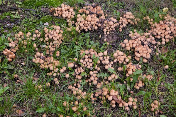 女巫的背景 绿色草坪上生长着贪婪的蘑菇 — 图库照片