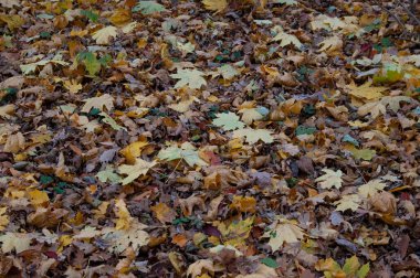 Sonbahar arkaplanı: zemin düşen sonbahar yapraklarıyla kaplıdır