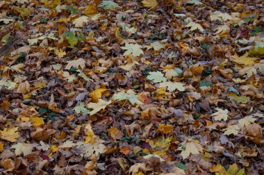 Sonbahar arkaplanı: zemin düşen sonbahar yapraklarıyla kaplıdır