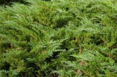 Kozalaklı arkaplan: yemyeşil ardıç çalıları