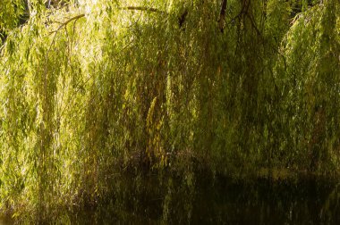 yeşil söğüt dalları suda yıkanır.