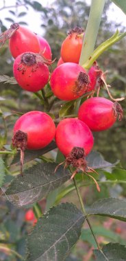 Yeşil yapraklı bir dalda olgun kırmızı yaban gülü meyvesi