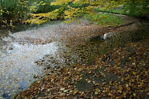 Autumn background: ground and water covered with autumn leaves, reeds in the background