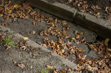 Dökülen sonbahar yapraklarıyla dolu eski bir beton su yalağı.