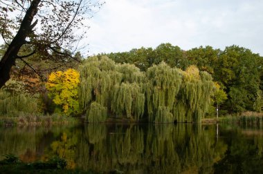 Sakin orman gölü sonbahar ormanını yansıtır.