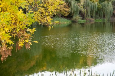 Sonbahar manzarası: sakin bir orman gölünde yüzen vahşi ördekler, uzaktaki sazlıklar ve söğütler