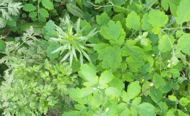 yaz arkaplanı: açık yeşil çimen, üst manzara