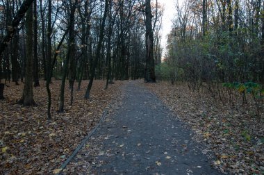 Autumn background: the path is covered with fallen leaves