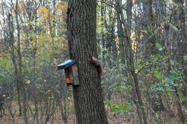 squirrel on a tree with a bird feeder in the autumn forest, selective focus