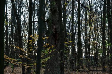 Autumn forest: trees and fallen leaves
