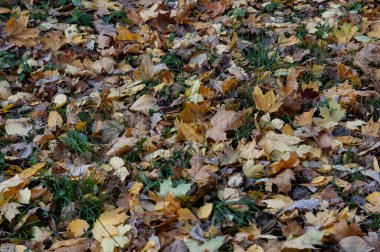 Sonbahar arkaplanı: zemin düşen sonbahar yapraklarıyla kaplıdır