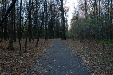 Autumn background: the path is covered with fallen leaves